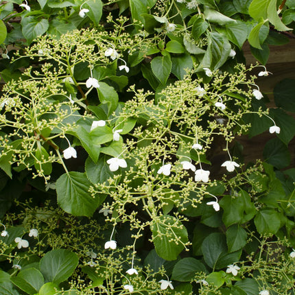 Hydrangea petiolaris - Klimhortensia - Ø15cm - ↕65cm