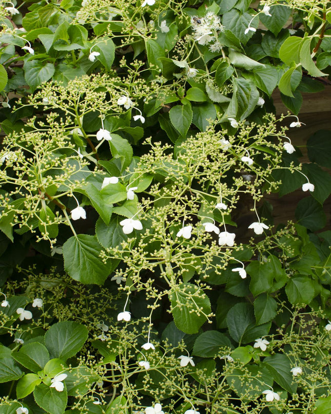Hydrangea petiolaris - Klimhortensia - Ø15cm - ↕65cm