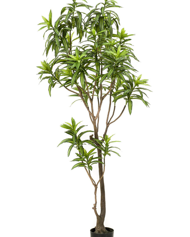 Kunstplant - Dracaena - Drakenboom - ↕ 190 cm