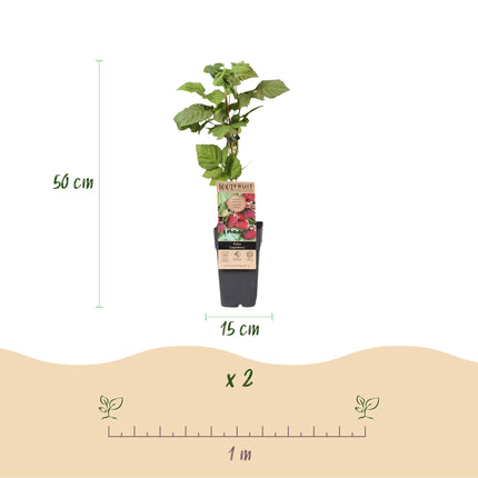 Braamboos - Brombeere Dornenlos Loganbeere - Winterhart - Rote Frucht - 2 Pflanzen - Topf 15cm - Höhe 50cm