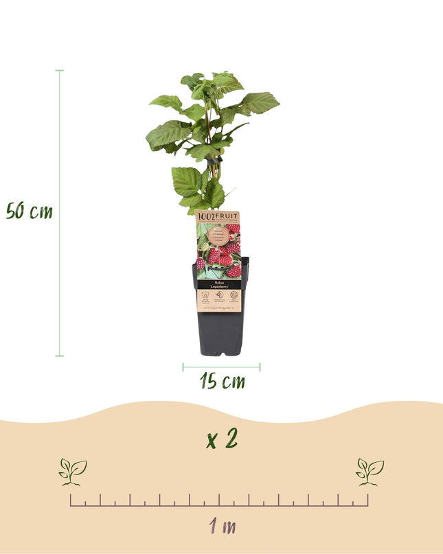 Braamboos - Brombeere Dornenlos Loganbeere - Winterhart - Rote Frucht - 2 Pflanzen - Topf 15cm - Höhe 50cm