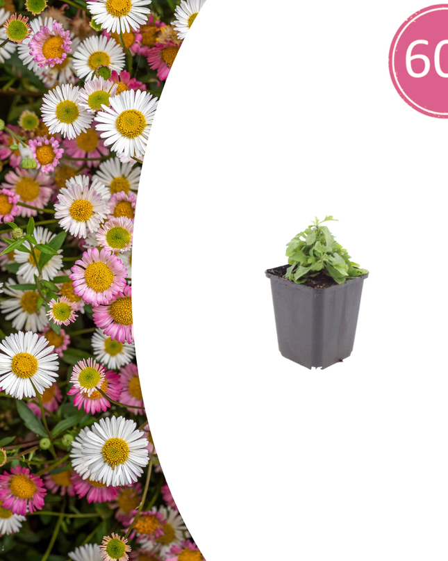 60x Erigeron karvinskianus - ↕10-25cm - Ø9cm