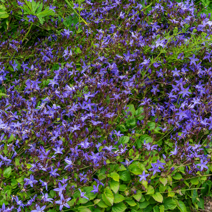 48x Campanula poscharskyana - ↕10-25cm - Ø9cm
