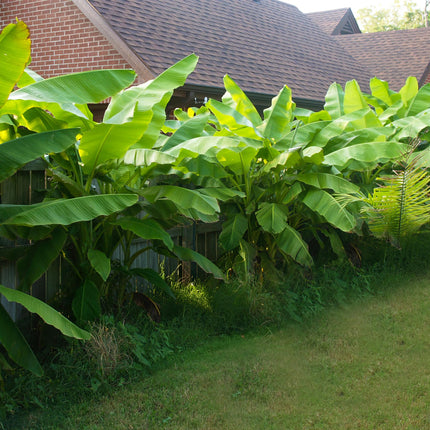 Bananen plant - 2 planten - Musa Basjoo - Winterhard - Pot 17cm Hoogte 40cm