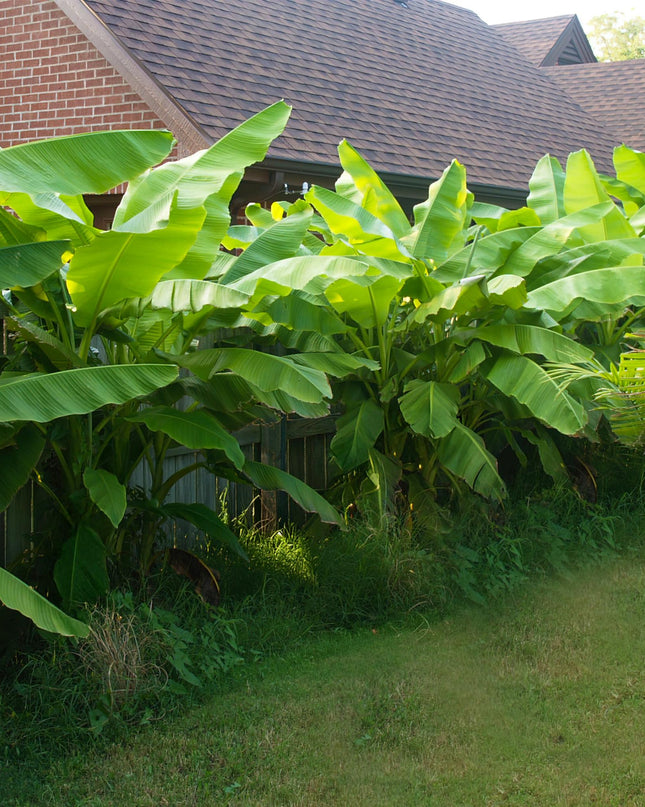 Bananen plant - 2 planten - Musa Basjoo - Winterhard - Pot 17cm Hoogte 40cm