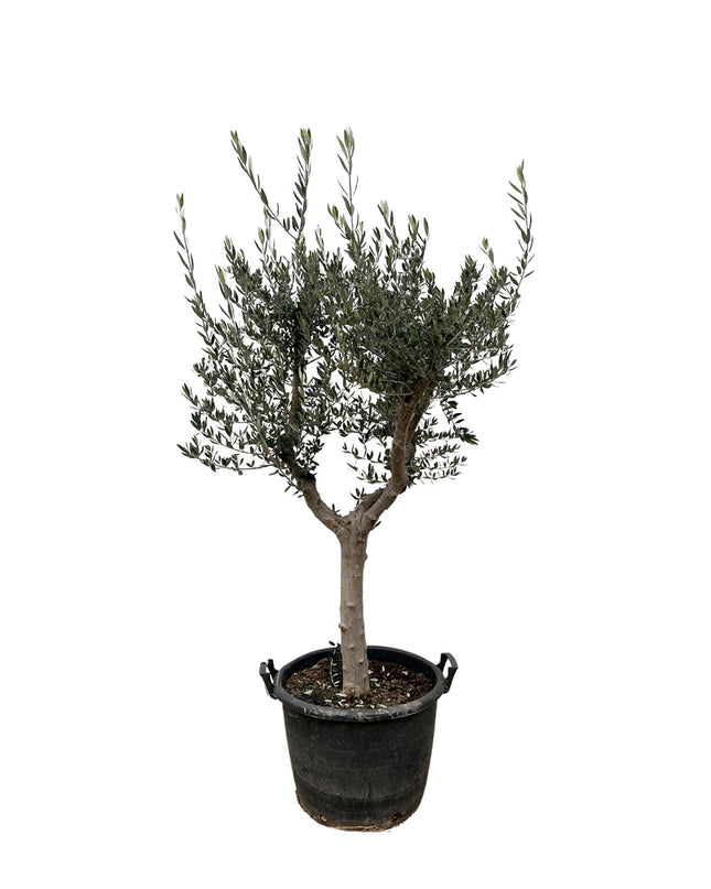 Olea Europaea Cultivo - 230cm- Ø45