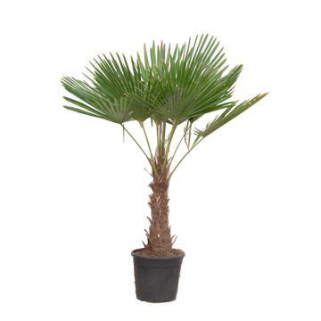Trachycarpus Fortuneii - 180-200 cm - Ø40cm - 🚚 Livraison gratuite