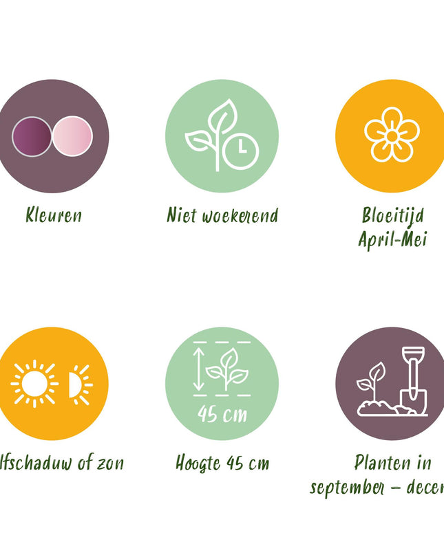 Bloembollen - Tulp Macron mix - Diversen Kleuren - 12 stuks - Bolmaat 11/12 - XXL Pack