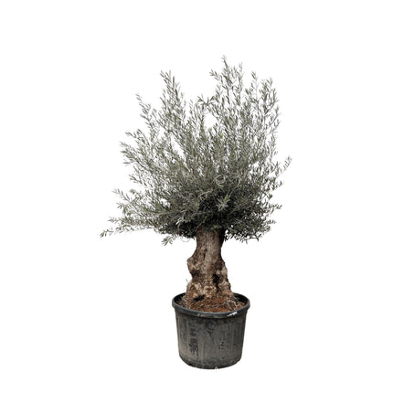 Olea Europaea Bonsai - 270cm- Ø80