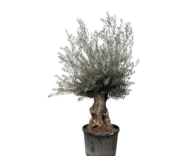 Olea Europaea Bonsai - 270cm- Ø80