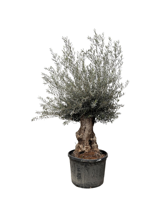 Olea Europaea Bonsai - 270cm- Ø80