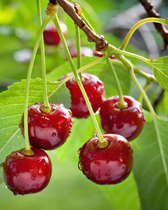 Kersenboom - Prunus avium Regina  - Rode kers - Pot 21cm Hoogte 90cm