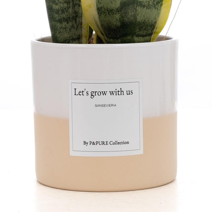 Sansevieria Gift "Let's Grow With Us" met wenskaart - Ø12cm - ↕30cm