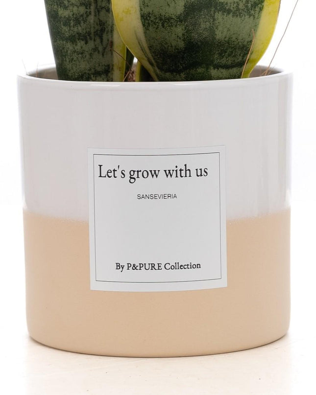 Sansevieria Gift "Let's Grow With Us" met wenskaart - Ø12cm - ↕30cm