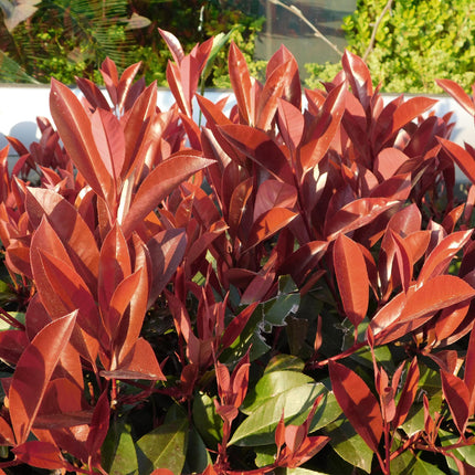 Photinia fraseri Little Red Robin – Terrassenpflanze – immergrün – winterhart – grün-rotes Blatt – Topf 19cm Höhe 90cm