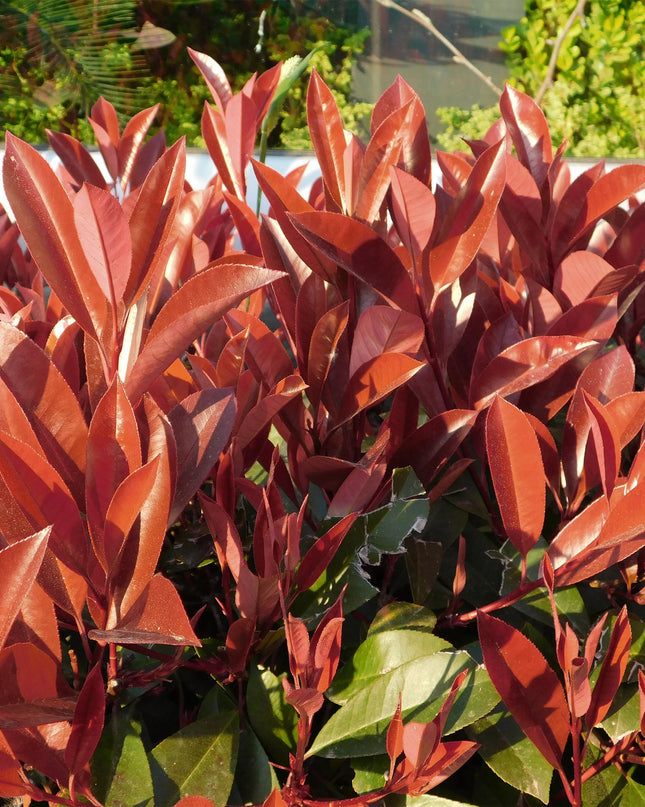 Photinia fraseri Little Red Robin – Terrassenpflanze – immergrün – winterhart – grün-rotes Blatt – Topf 19cm Höhe 90cm