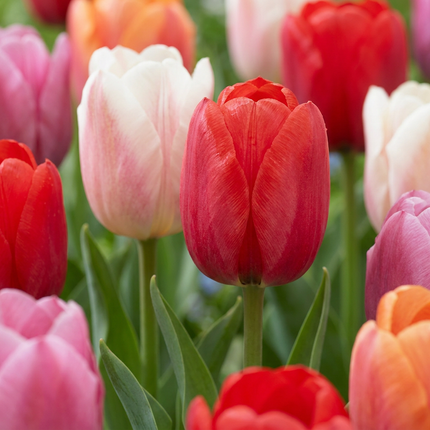 120x Tulipa Glowing with pride – Tulpe Glowing with Pride – Verschiedene – Frühjahrsblüher – Zwiebelgröße 11/12
