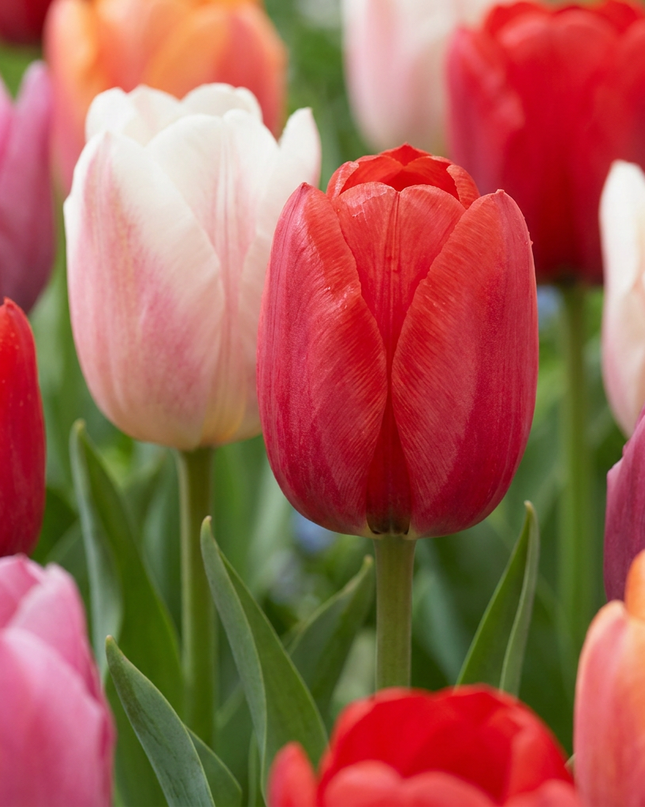 120x Tulipa Glowing with pride – Tulpe Glowing with Pride – Verschiedene – Frühjahrsblüher – Zwiebelgröße 11/12
