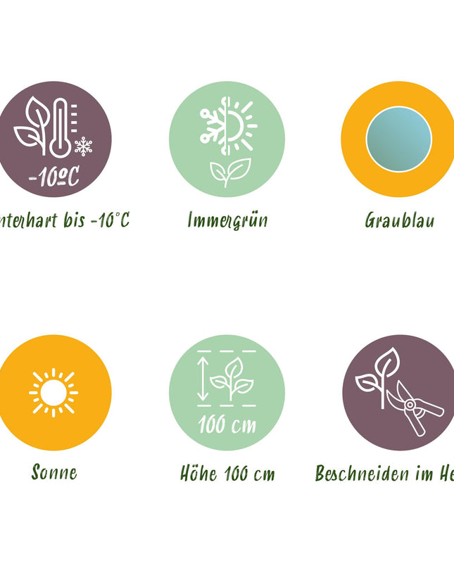 Eucalyptus boom - Eucalyptus gunni  - Grijs - 2 Planten - Winterhard - Pot 14cm Hoogte 30cm