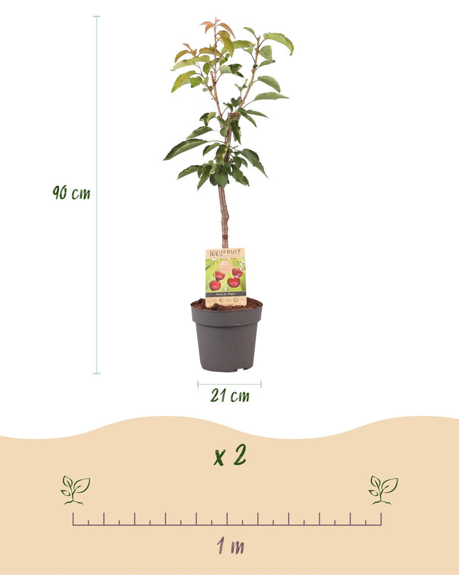 Kersenboom - Prunus avium Regina  - Rode kers - Pot 21cm Hoogte 90cm