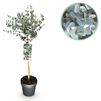 Eucalyptus gunni Azure - Terras Plant - Bladhoudend - Winterhard- Grijs Blad - Pot 19cm Hoogte 90cm