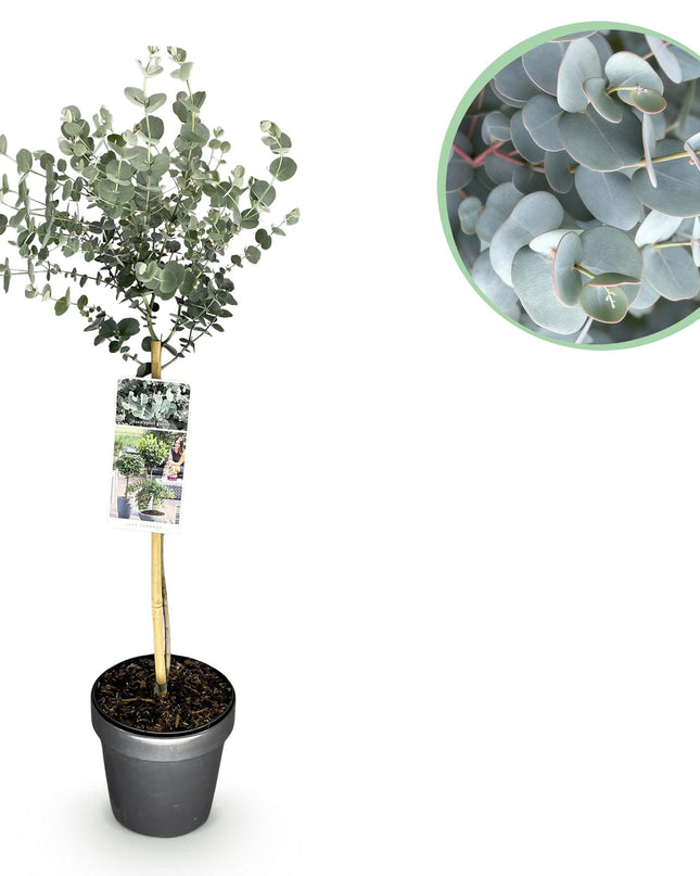 Eucalyptus gunni Azure - Pianta da terrazzo - Sempreverde - Resistente all'inverno - Foglia grigia - Vaso 19 cm Altezza 90 cm