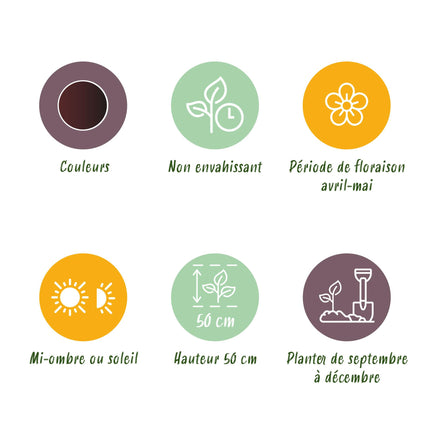 Bloembollen - Tulp Triumph Black - Kleur Donker Paars - 12 stuks - Bolmaat 11/12 - XXL Pack