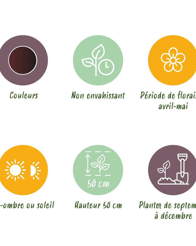 Bloembollen - Tulp Triumph Black - Kleur Donker Paars - 12 stuks - Bolmaat 11/12 - XXL Pack