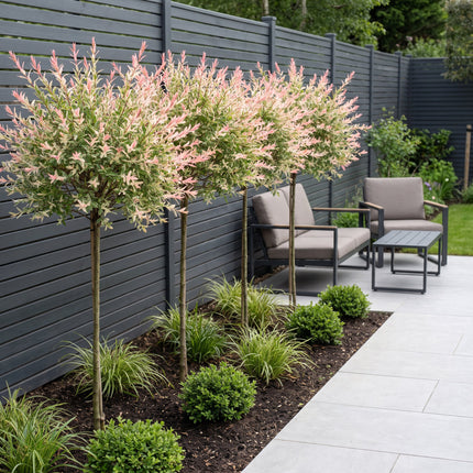 Salix Flamingo – 4 Pflanzen – Ø23 cm – ↕140–160 cm