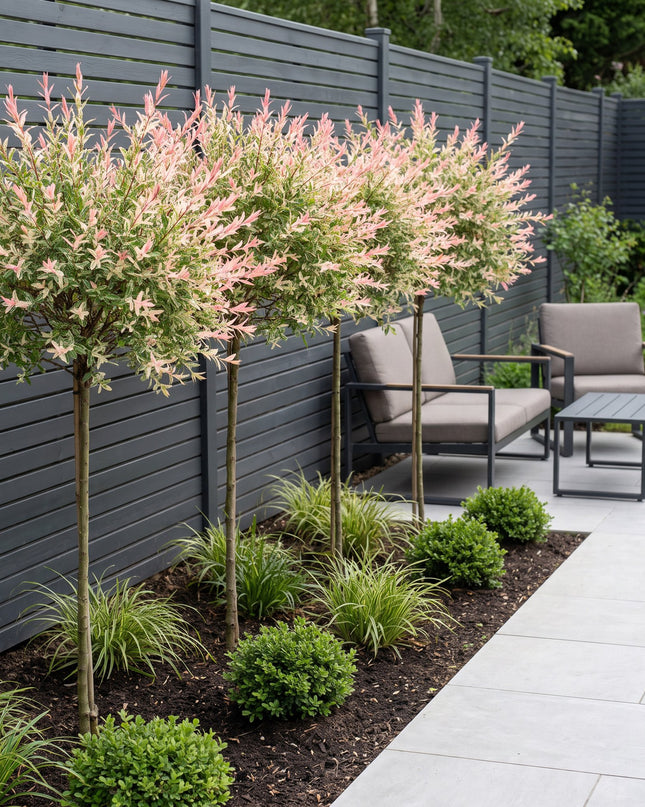 Salix Flamingo – 4 Pflanzen – Ø23 cm – ↕140–160 cm