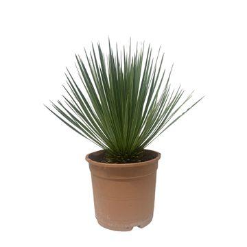 Yucca Rostrata - 60 cm - ø24cm