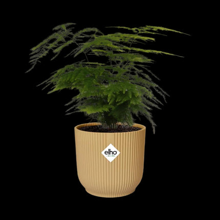 Asparagus Setaceus ‘Plumosus’ incl. pot ELHO Vibes Fold 14cm geel