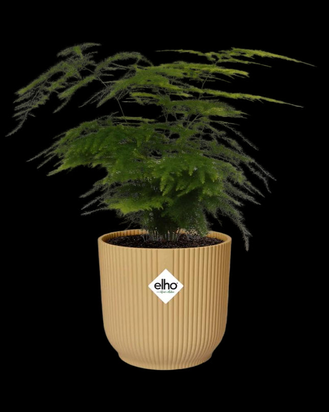 Asparagus Setaceus ‘Plumosus’ incl. pot ELHO Vibes Fold 14cm geel