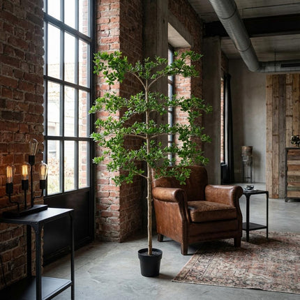 Planta artificial Bucida - 200cm
