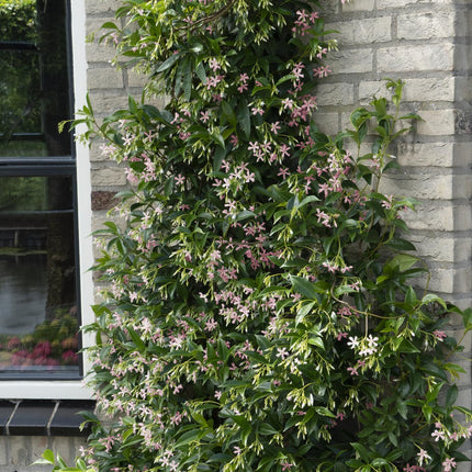 Trachelospermum 'Star of Ibiza' - Toscaanse Jasmijn Roze - Ø15cm - ↕65cm