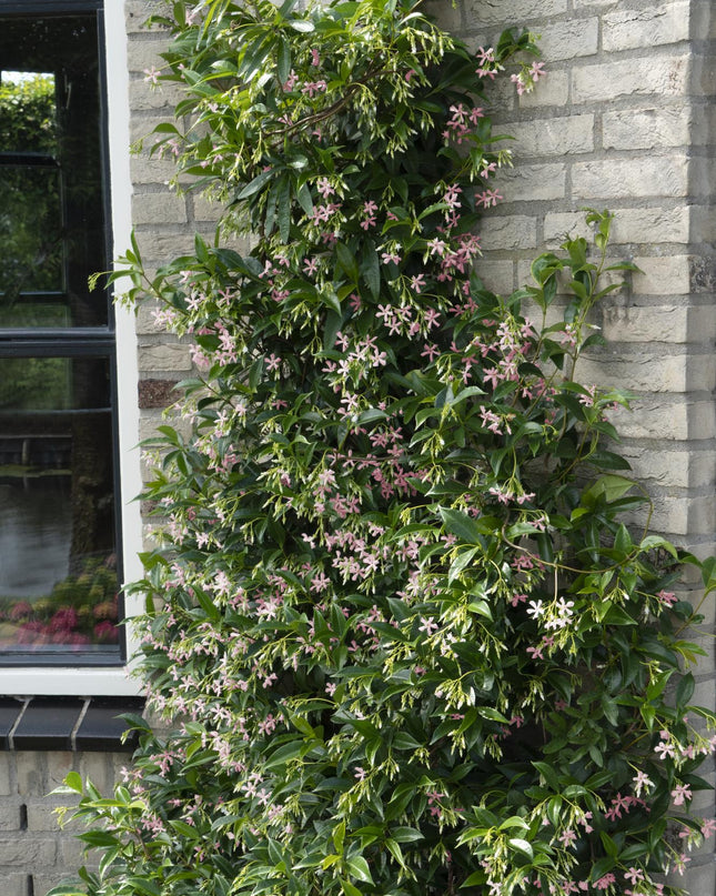 Trachelospermum 'Star of Ibiza' - Toscaanse Jasmijn Roze - Ø15cm - ↕65cm