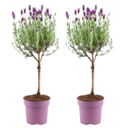 Lavandula stoechas Anouk auf Stamm - 15 cm Topf - Set aus 2 französischen Lavendeln auf Stamm