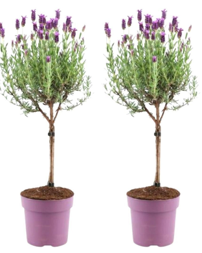 Lavandula stoechas Anouk auf Stamm - 15 cm Topf - Set aus 2 französischen Lavendeln auf Stamm