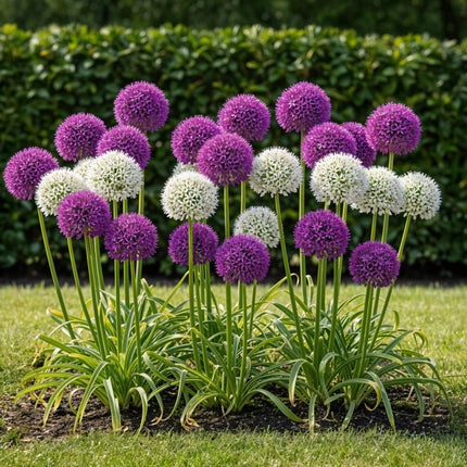 Bloembollen - Allium Purple White Mix - Kleur Paars en Wit - 15 stuks - Bolmaat 10/12 - XXL Pack