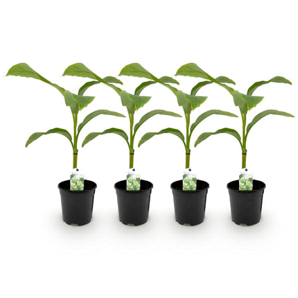 Planta de plátano - Musa Basjoo - Resistente al invierno - 4 plantas - Maceta 17cm Altura 40cm