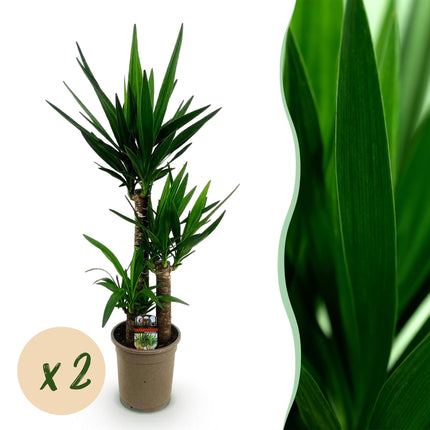 Yucca elephantipes - 2 pezzi - Vaso 21cm - Altezza 100cm