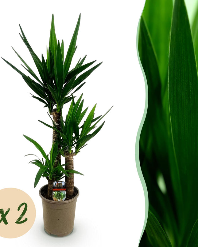 Yucca elephantipes - 2 pezzi - Vaso 21cm - Altezza 100cm