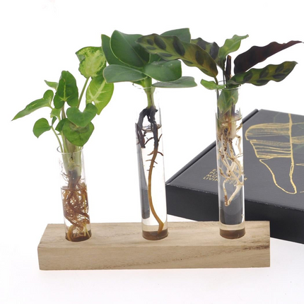 Hydroponie Brievenbuscadeau