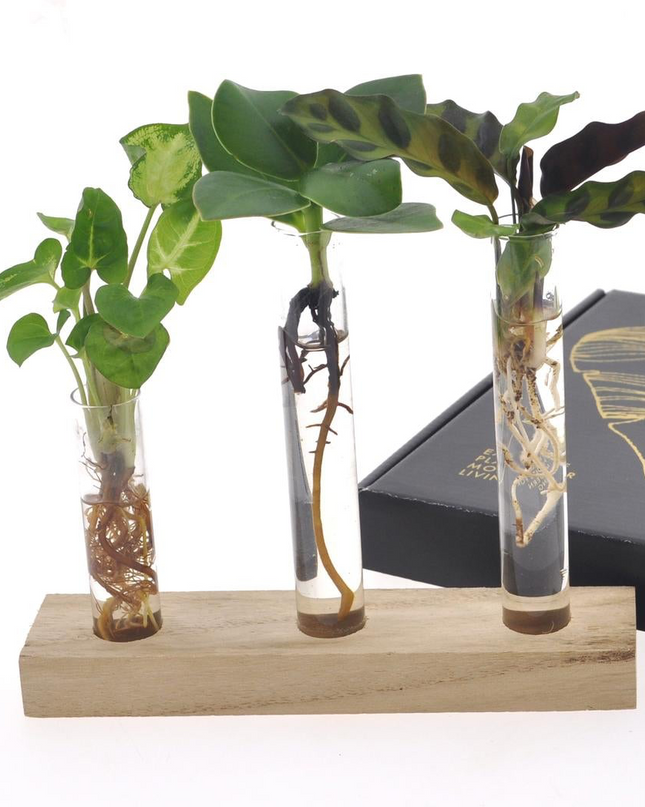 Hydroponie Brievenbuscadeau