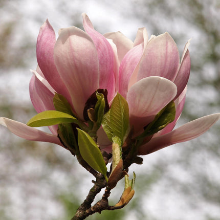 Magnolia Soulangiana  - Bloemen Licht Roze - 1 Plant - Bladverliezend - Weinig Onderhoud - Pot 17cm Hoogte 45cm