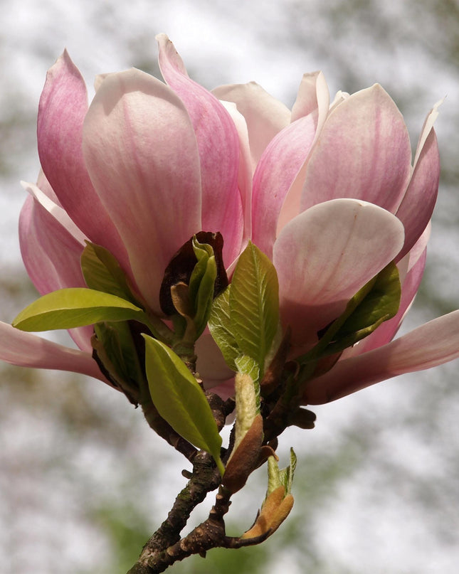 Magnolia Soulangiana  - Bloemen Licht Roze - 1 Plant - Bladverliezend - Weinig Onderhoud - Pot 17cm Hoogte 45cm