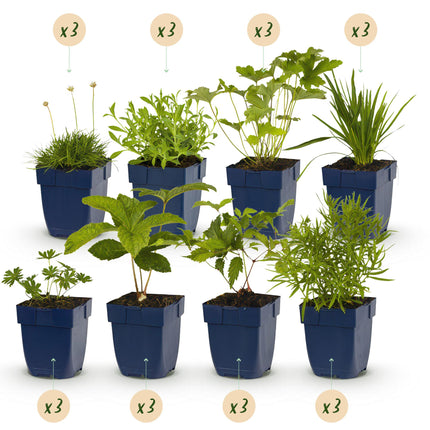Green boutiQ - Borderpaket - Farbe Weiß - 24 Stauden - 3 m2 - Verschiedene Farben - Wenig Pflege - Topf 11cm
