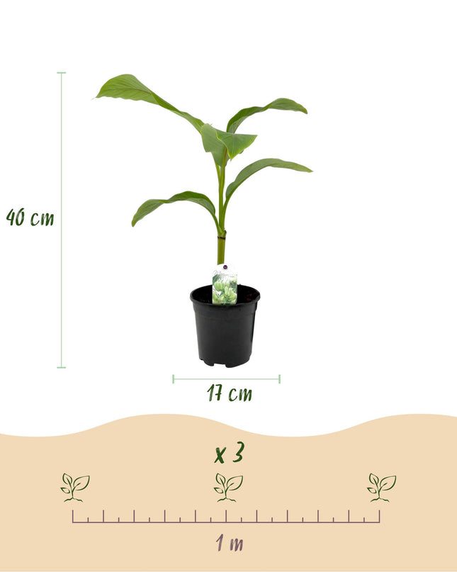 Bananen plant - Musa Basjoo - Winterhard - 6 planten - Pot 17cm Hoogte 40cm