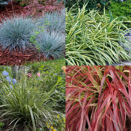 Siergrassen - 4 Planten - Blauw - Geel - Groen - Rood - Bladhoudend - Weinig Onderhoud - Pot 17cm Hoogte 50cm