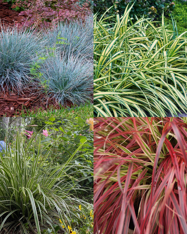 Siergrassen - 4 Planten - Blauw - Geel - Groen - Rood - Bladhoudend - Weinig Onderhoud - Pot 17cm Hoogte 50cm